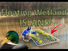 a duck that is standing in the water next to a tray with plants on it