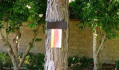 a tree that has been cut in half and taped to the side with colored tape