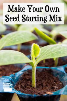 seeding plants growing in small blue pots with text overlay that reads make your own seed starting mix