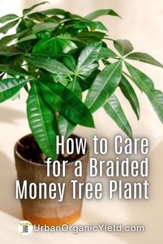 a potted plant with the words how to care for a braided money tree plant