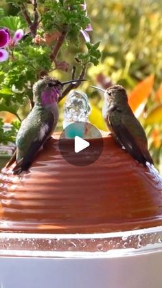 three hummingbirds sitting on top of a bird feeder