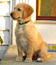 a dog sitting on the front porch looking at something