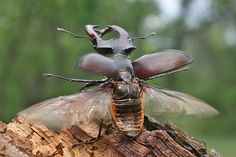 two large bugs sitting on top of a tree stump