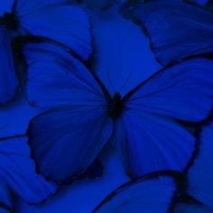 several blue butterflies flying in the air