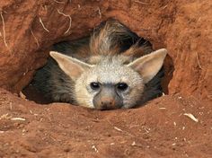 a hyena is poking its head out of a hole in the dirt,