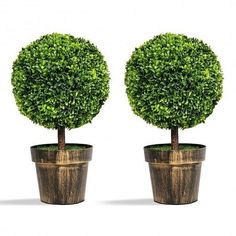 two potted plants are shown in front of each other