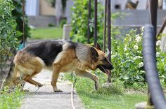 a german shepard dog is walking on the sidewalk