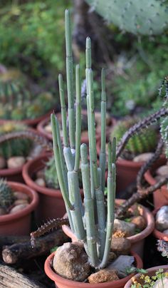 several potted plants with long thin green stems and small rocks in the foreground