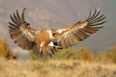 a large bird with its wings spread out