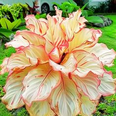 an orange and white flower sitting on top of green grass in a garden next to a house