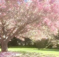 a large tree with pink flowers in the middle of a grassy area next to trees