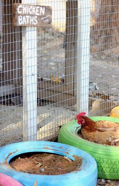 chickens are in their cages and one is eating out of the food bowl on the ground