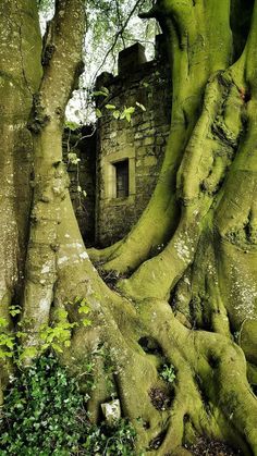 an old tree with its roots growing out of it's base in front of a stone building