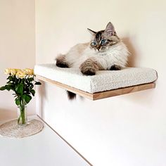 a cat sitting on top of a wooden shelf