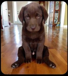 a brown dog sitting on top of a hard wood floor