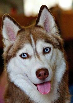 a close up of a dog with blue eyes and a smile on it's face