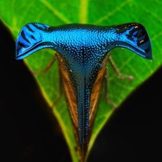 a blue and brown insect sitting on top of a green leaf