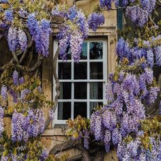 purple flowers are growing on the side of an old building with a window in it