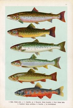 four different types of fish on a white background