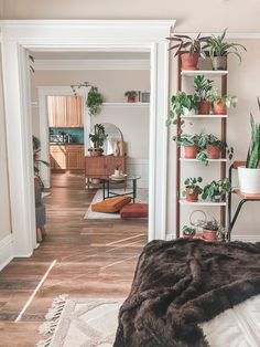 a bedroom with potted plants on shelves and a bed in the foreground,