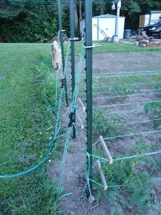 a dog is standing behind a fence in the grass