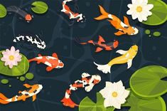 a group of koi fish swimming in a pond with lily pads