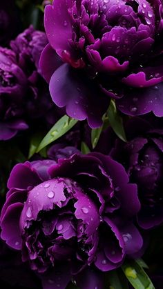 purple flowers with water droplets on them