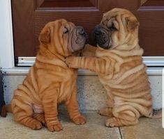 two puppies are playing with each other in front of a door and one is touching its paw