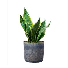 a potted plant with green leaves is shown on a white background in this image