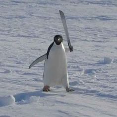 a penguin is walking in the snow with a ski