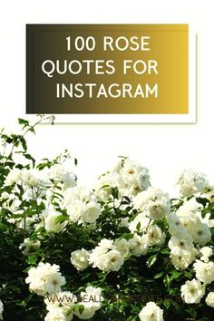 Explore the beauty and symbolism of rose with our best 100 Tulip Flower Quotes, part of the Language of Flowers. These quotes embody the essence of roses, representing love and affection in various relationships. Perfect for uplifting Instagram captions and inspirational flower quotes. Find more floral quotes and garden quotes to inspire your posts at simplybeyondherbs.com.