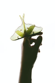 a person holding a flower in their hand with the light coming through it to show its petals