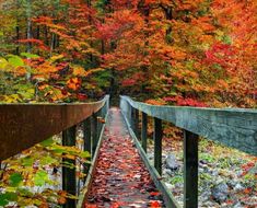 a wooden walkway surrounded by colorful trees in the fall