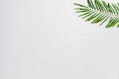 a palm leaf on a white background with copy - up space for text or image