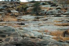 an animal standing on top of a large rock covered field next to grass and rocks