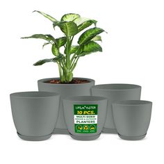 four potted plants are sitting next to each other in front of a white background