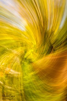 an abstract photograph of trees in motion