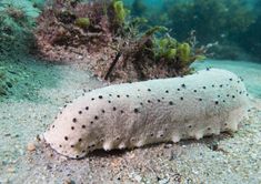 an animal that is laying down on the sand