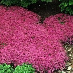 purple flowers are growing in the ground next to green plants