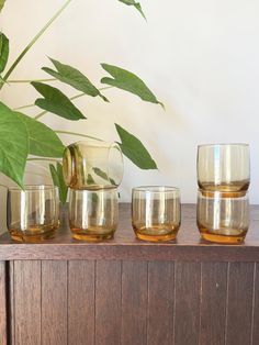 four glasses are lined up on a wooden shelf next to a potted plant with green leaves in the background