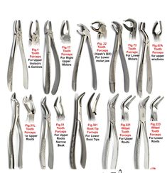 Includes the below forceps :     Fig.17 Tooth Forceps For Right Upper Molars     Fig.1 Tooth Forceps For Upper Incisors & Canines      Fig.22 Forceps (Hawk's Bill) For Lower Molar jaw     Fig.51 Tooth Forceps For Upper Roots Narrow Beak     Surgical Dental Extraction Forceps Tooth Extracting Lower Upper Root anterior CE     Fig.73 Tooth Forceps For Lower Molars     Fig.67A Tooth Forceps for upper wisdoms     Fig.221 & Fig.223 Wetzel Universal Forceps for Upper and Lower Roots     Fig 79 Tooth Forceps For Lower Wisdoms     Fig.301 Root Tip Forceps For Lower Root Tips     Fig.53 L Tooth Forceps For Upper Roots     Categories : Dental Instrument.     Product name: Adult tooth extraction forceps     Material: stainless steel     Quantity: 10pcs=1set     Feature: high quality     User crowd: Ad Dental Extraction Instruments, Dental Forceps Names, Root Canal Tray Set Up, Dental Tools Names, Extraction Instruments, Forceps Dental, Dental Burs