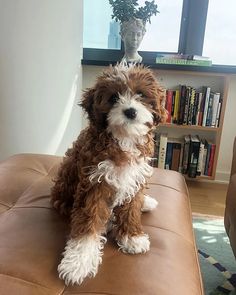 a small brown and white dog sitting on top of a leather couch next to a book shelf