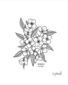 a black and white drawing of flowers