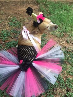 a dog wearing a pink and black tutu skirt