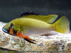 a fish that is sitting on some rocks