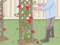 a man is trimming roses on a trellis