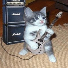 a kitten is playing with a guitar on the floor in front of some amps