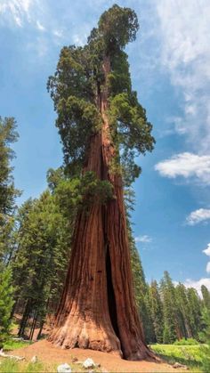 a large tree in the middle of a forest with blue sky and clouds above it