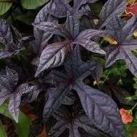 purple leaves are growing in the garden