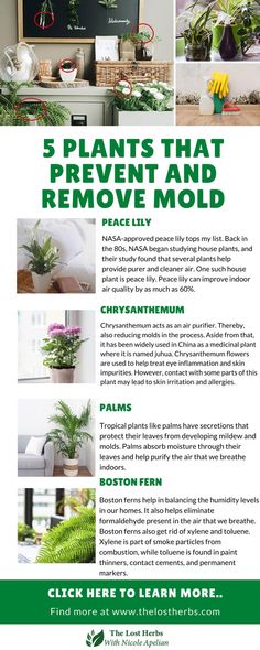 an advertisement for plants that prevent and remove mold from the inside out, with images of houseplants